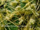 Dodder Seed Extract 